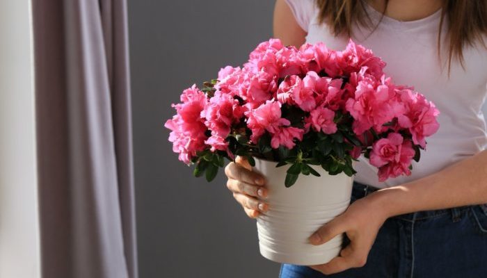 подарок цветы