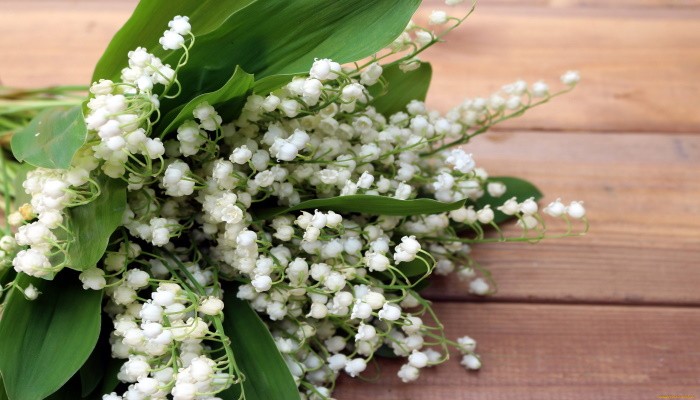 Какие цветы подарить девушке