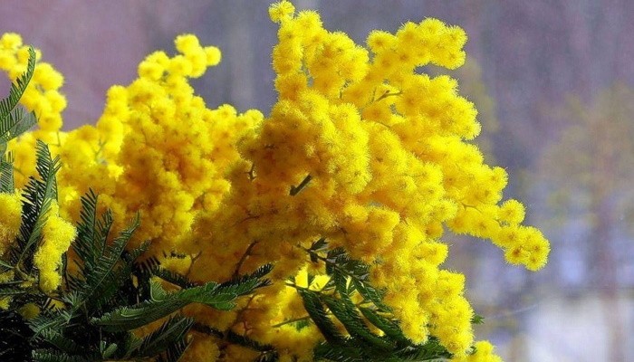 Желтые цветы к чему дарят женщине