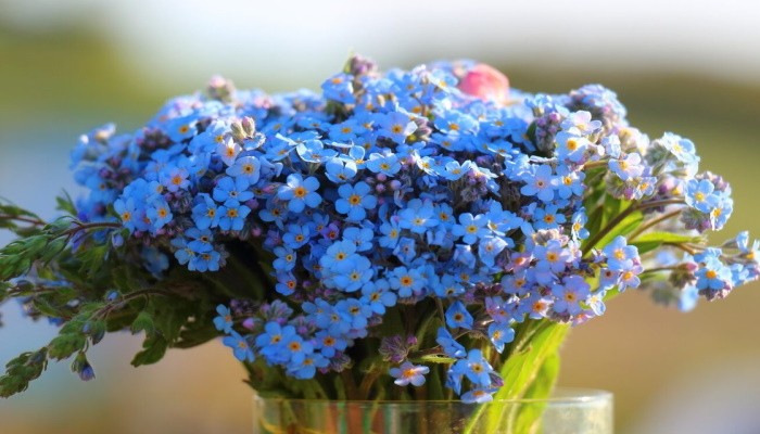 Какие цветы подарить девушке