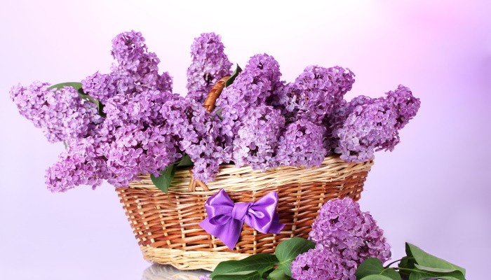 Какие цветы подарить девушке