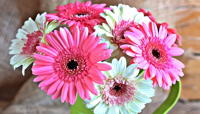 Какие цветы подарить девушке